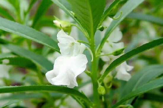 凤仙花的生长过程：成长笔录