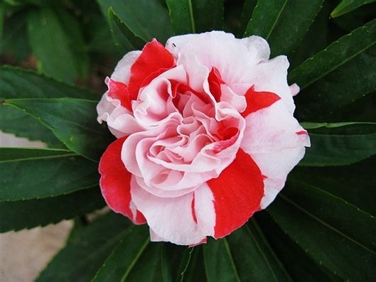 凤仙花作文：200字~600字的作文大全