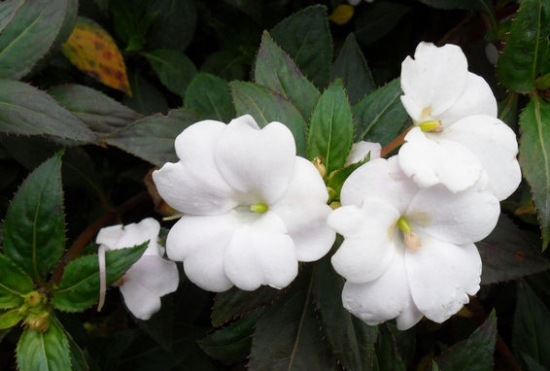 凤仙花作文：200字~600字的作文大全