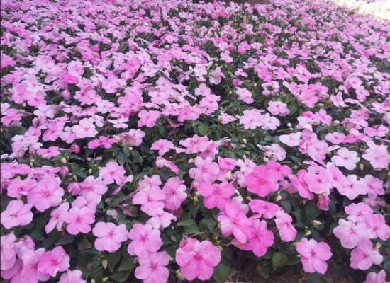 凤仙花花期：花期长,花开灿烂无比