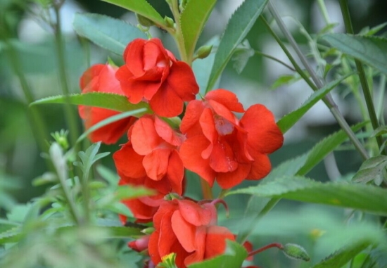 凤仙花的养殖办法和留意事项：喜光,也耐阴