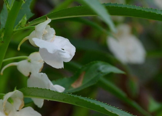 凤仙花的养殖办法和留意事项：喜光,也耐阴