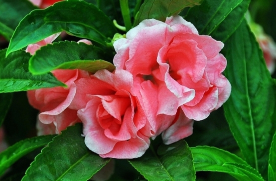 凤仙花图片附介绍：相册的图片免费下载