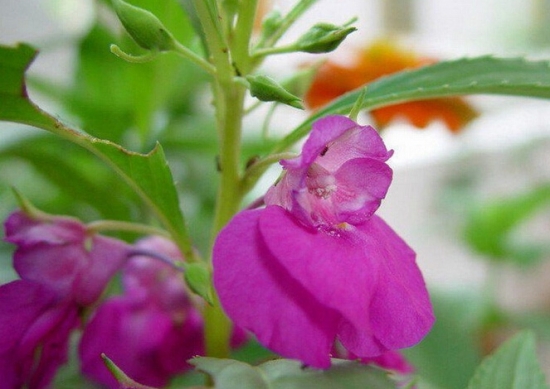 凤仙花图片附介绍：相册的图片免费下载