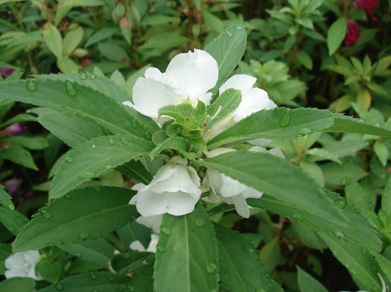 凤仙花图片附介绍：相册的图片免费下载