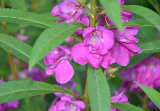 凤仙花图片附介绍：相册的图片免费下载