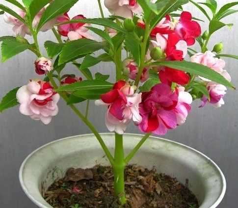 栽培的凤仙花 栽培凤仙花应留意哪些问题