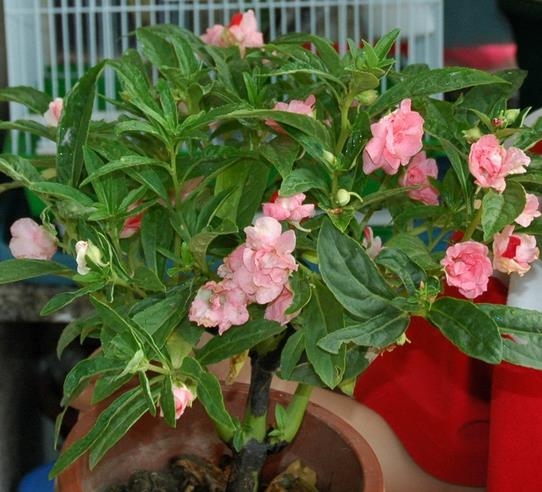 盆栽凤仙花 盆栽凤仙花应如何科学栽培