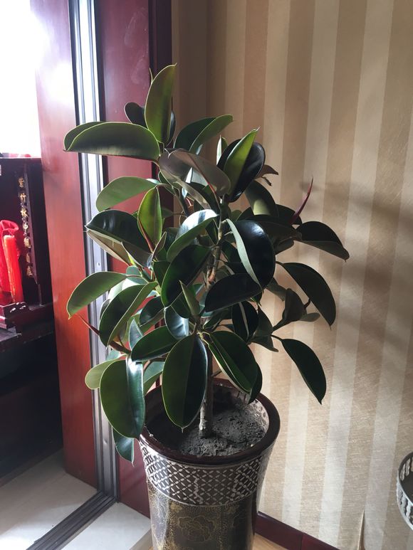 橡皮树耐寒的最低温度