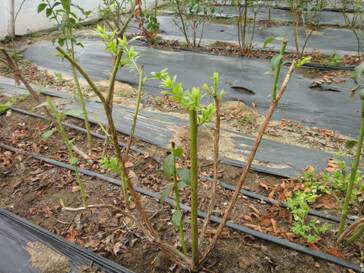 盆栽蓝莓几年开花结果