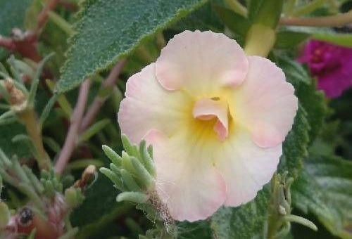长筒花鳞茎种植时间