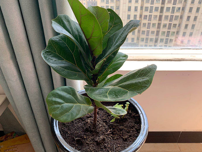 琴叶榕分支办法,修剪少不了