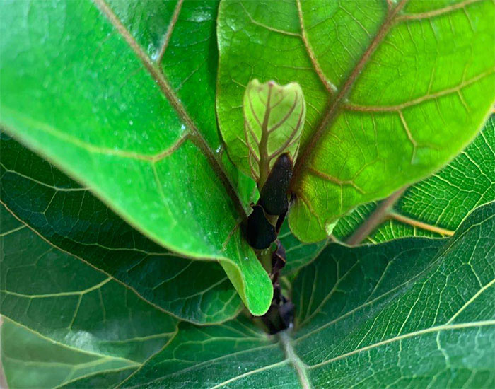 琴叶榕分支办法,修剪少不了