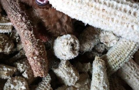 玉米棒做花土需要腐熟吗,必须的