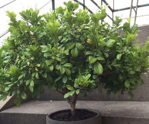 米兰花可以在室外养吗