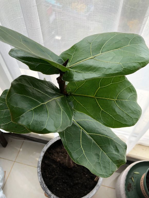 琴叶榕用硫酸亚铁还是磷酸二氢钾