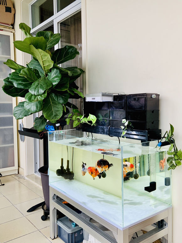 琴叶榕用硫酸亚铁还是磷酸二氢钾