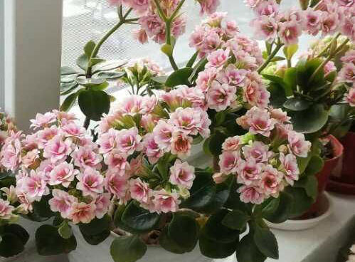 长寿花如何照顾(看花友的个人养殖经验)