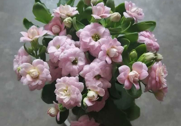 长寿花如何照顾(看花友的个人养殖经验)