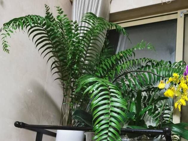 冬季如何养花不会冻死