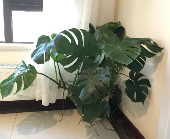 春季要不要给花翻盆，该如何翻盆