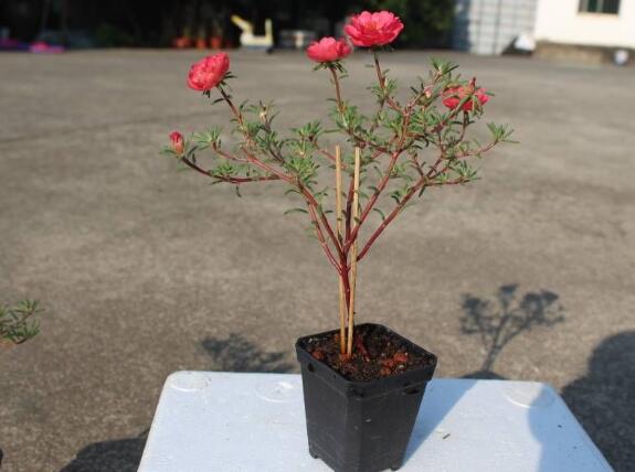 太阳花棒棒糖如何修剪