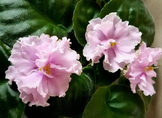 非洲堇好养吗,看资深花友的养护心得