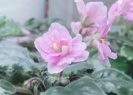 非洲堇好养吗,看资深花友的养护心得