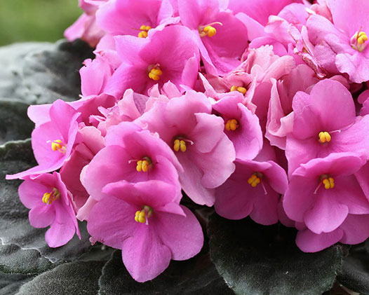 非洲堇好养吗,看资深花友的养护心得