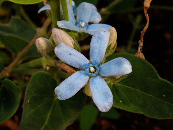 天蓝尖瓣木的养殖办法