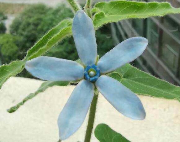 天蓝尖瓣木的养殖办法