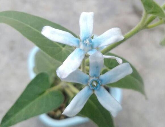 天蓝尖瓣木的养殖办法