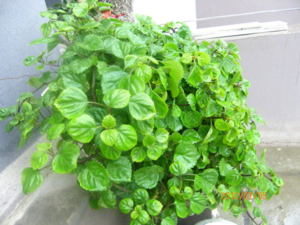 瑞典常春藤的养殖办法（附开花图片）