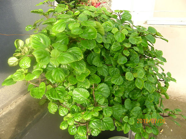 瑞典常春藤的养殖办法（附开花图片）