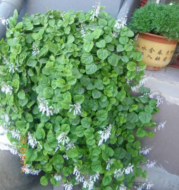 瑞典常春藤的养殖办法（附开花图片）