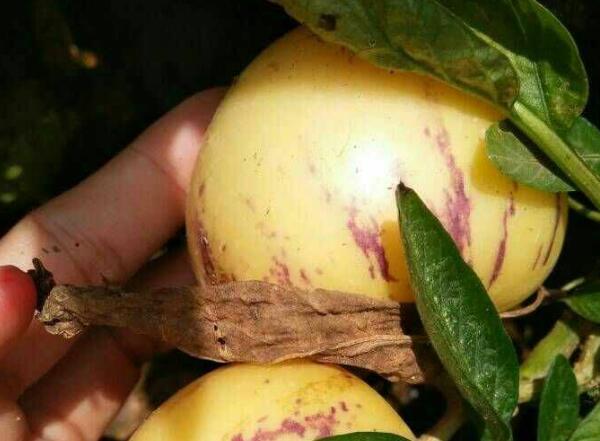 人参果盆栽如何养殖