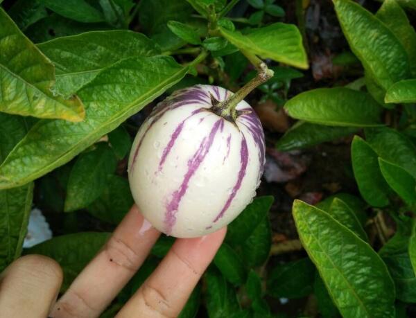 人参果盆栽如何养殖