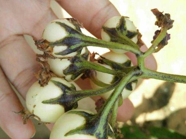 人参果盆栽如何养殖