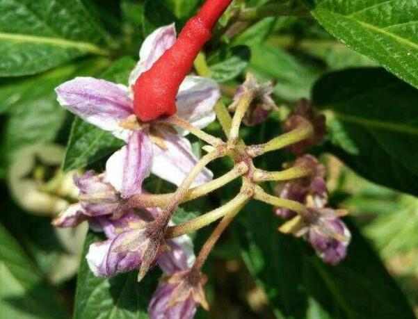 人参果盆栽如何养殖