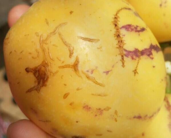 人参果盆栽如何养殖