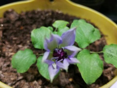 铁线莲小苗如何养