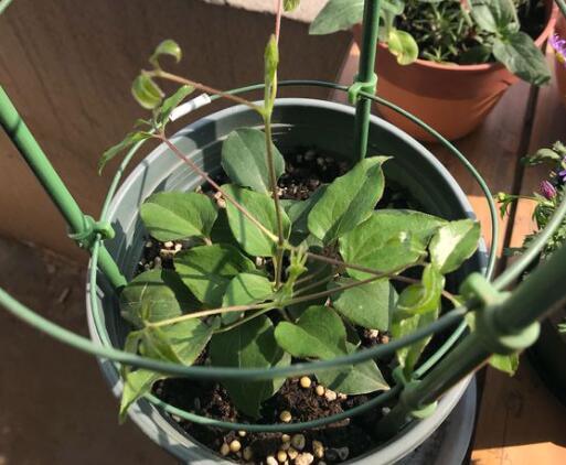 铁线莲小苗如何养