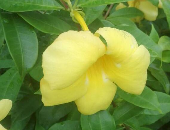 黄蝉花如何养,一般开几天