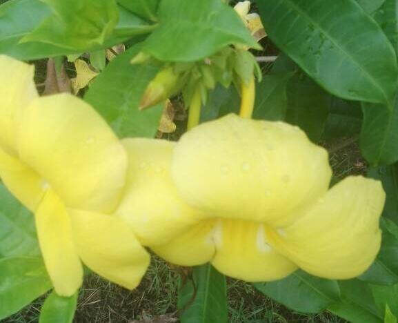 黄蝉花如何养,一般开几天