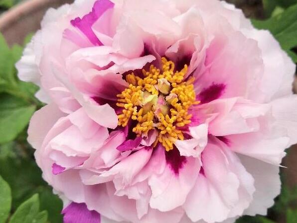 牡丹花种子几年开花,想好了再种