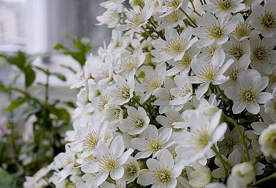 铁线莲银币如何过冬