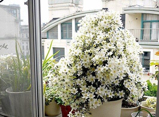 铁线莲银币如何过冬