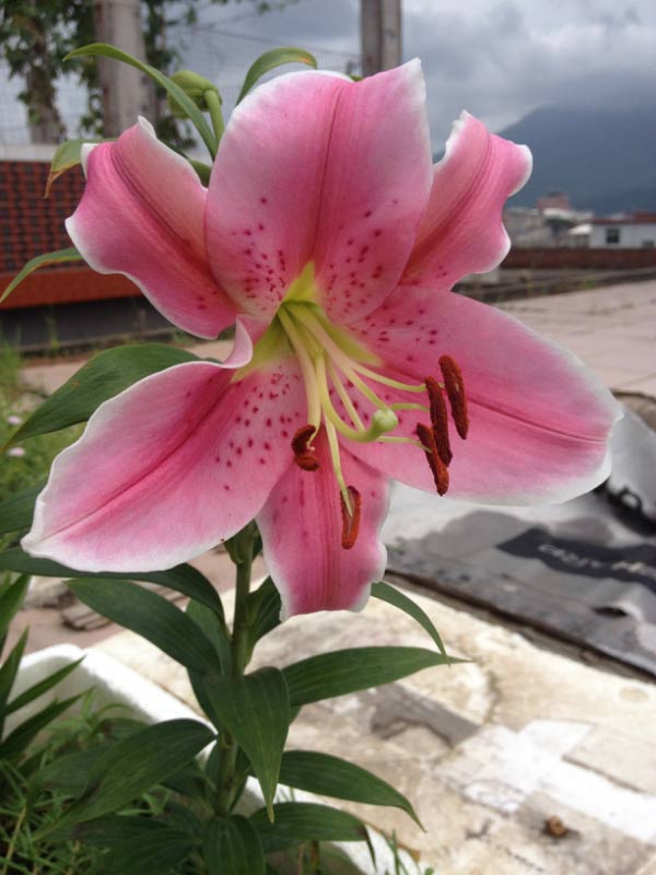 百合叶子从下往上发黄如何办