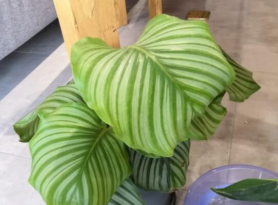 青苹果竹芋叶子发黄如何办