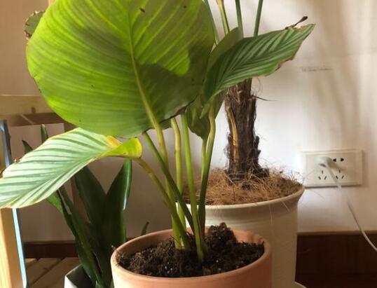 青苹果竹芋叶子发黄如何办